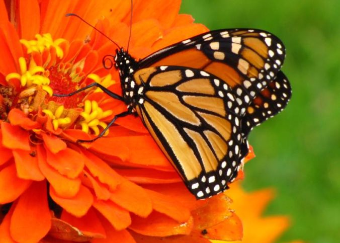 borboleta monarca ottawa